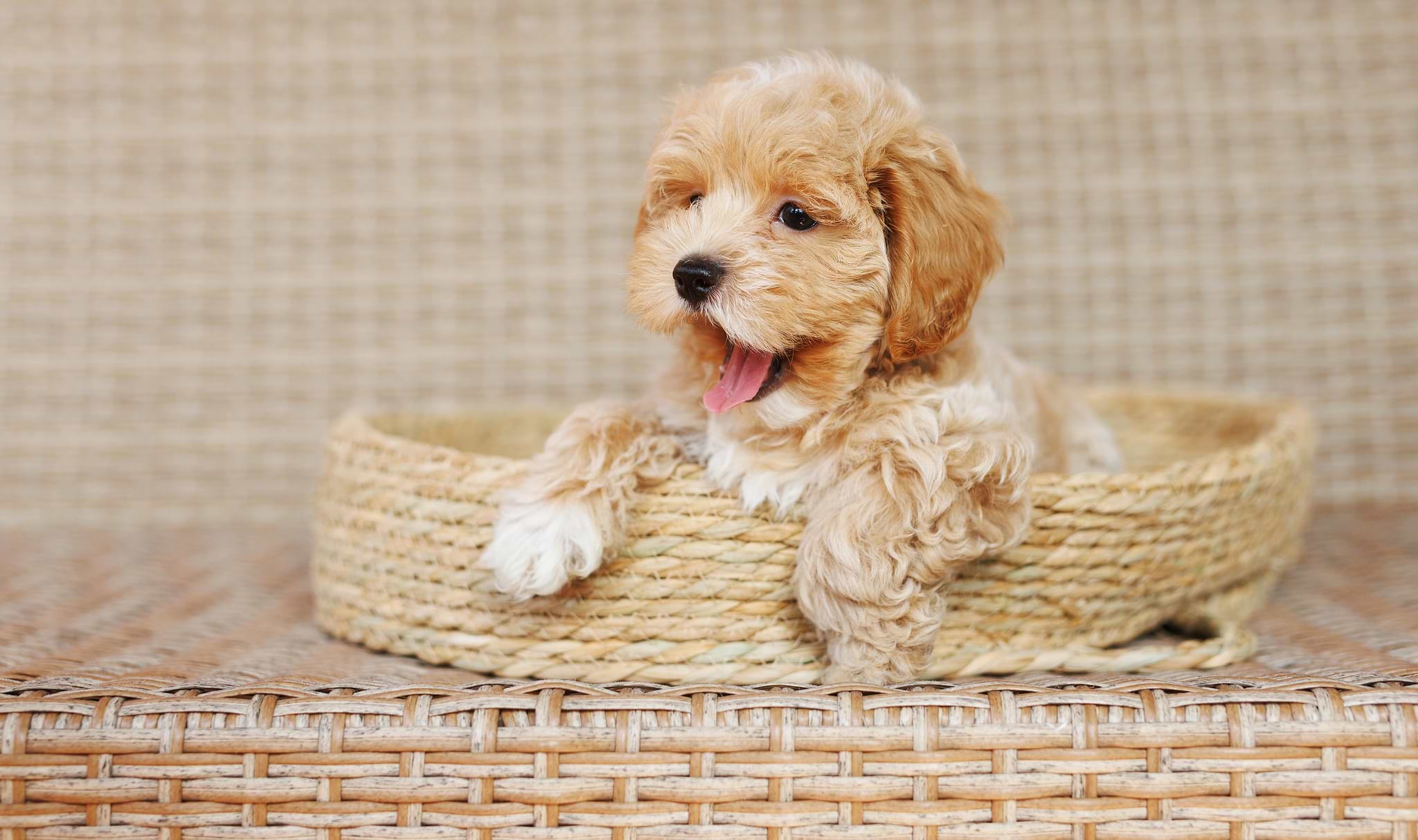 Are Cavapoo Puppies Easy to Train? — Crockett Doodles