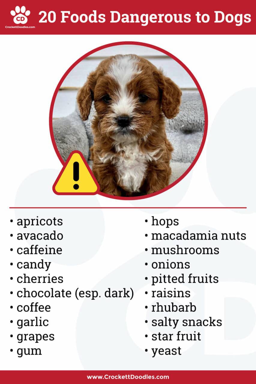 Dangerous Foods For Dogs