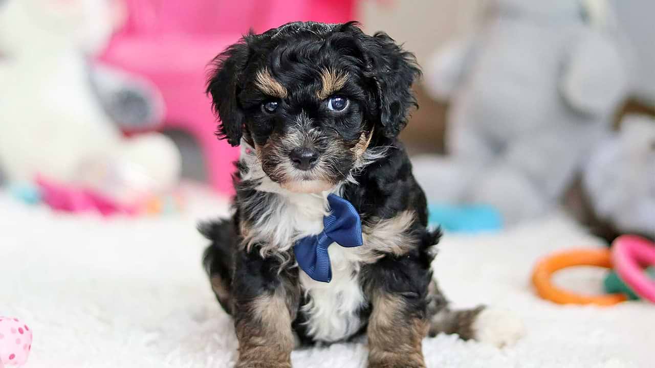 Micro Mini Bernedoodle Puppy