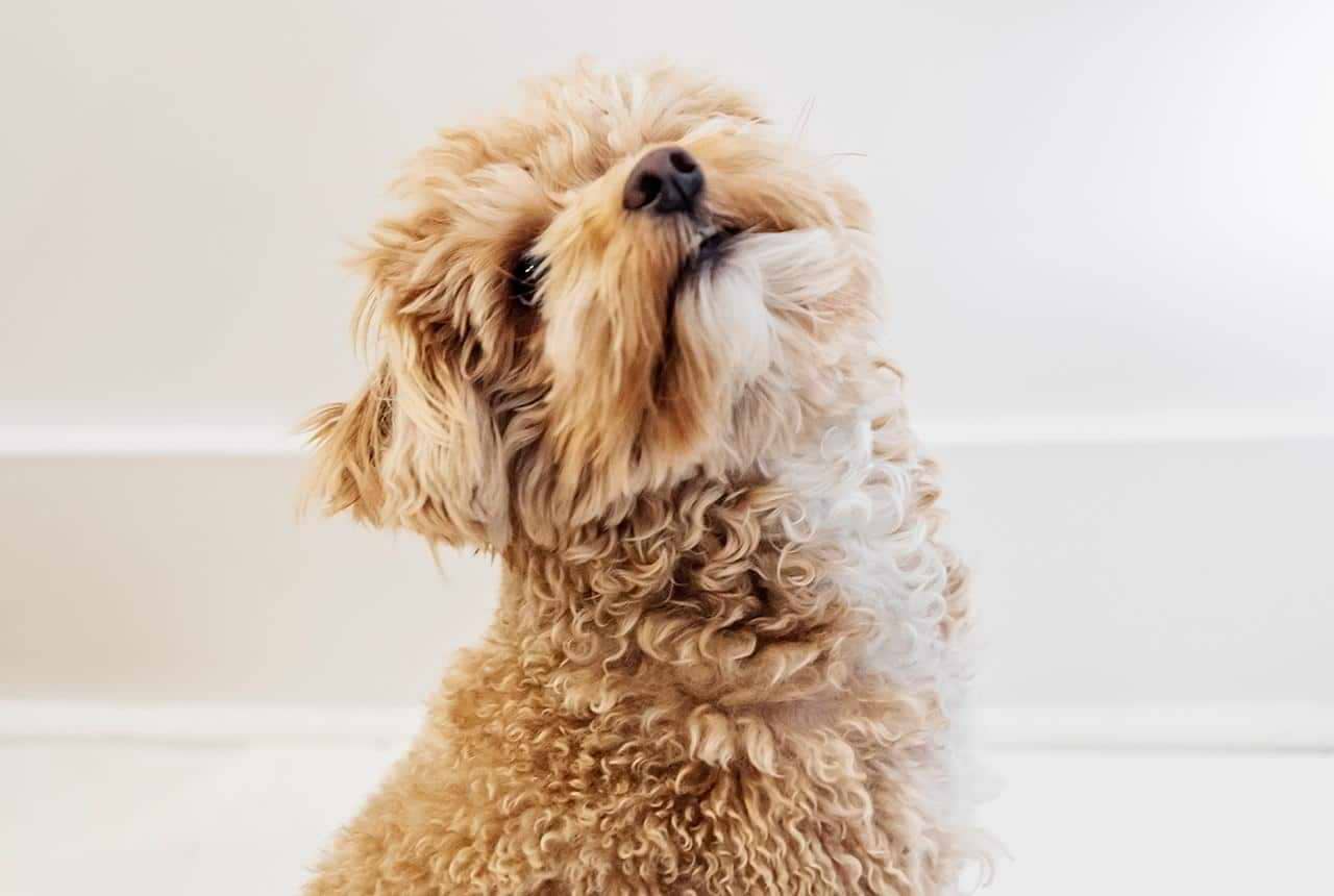 Identify and Prevent Seasonal Allergies in Dogs
