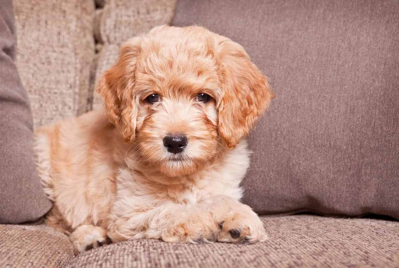 New Puppy
