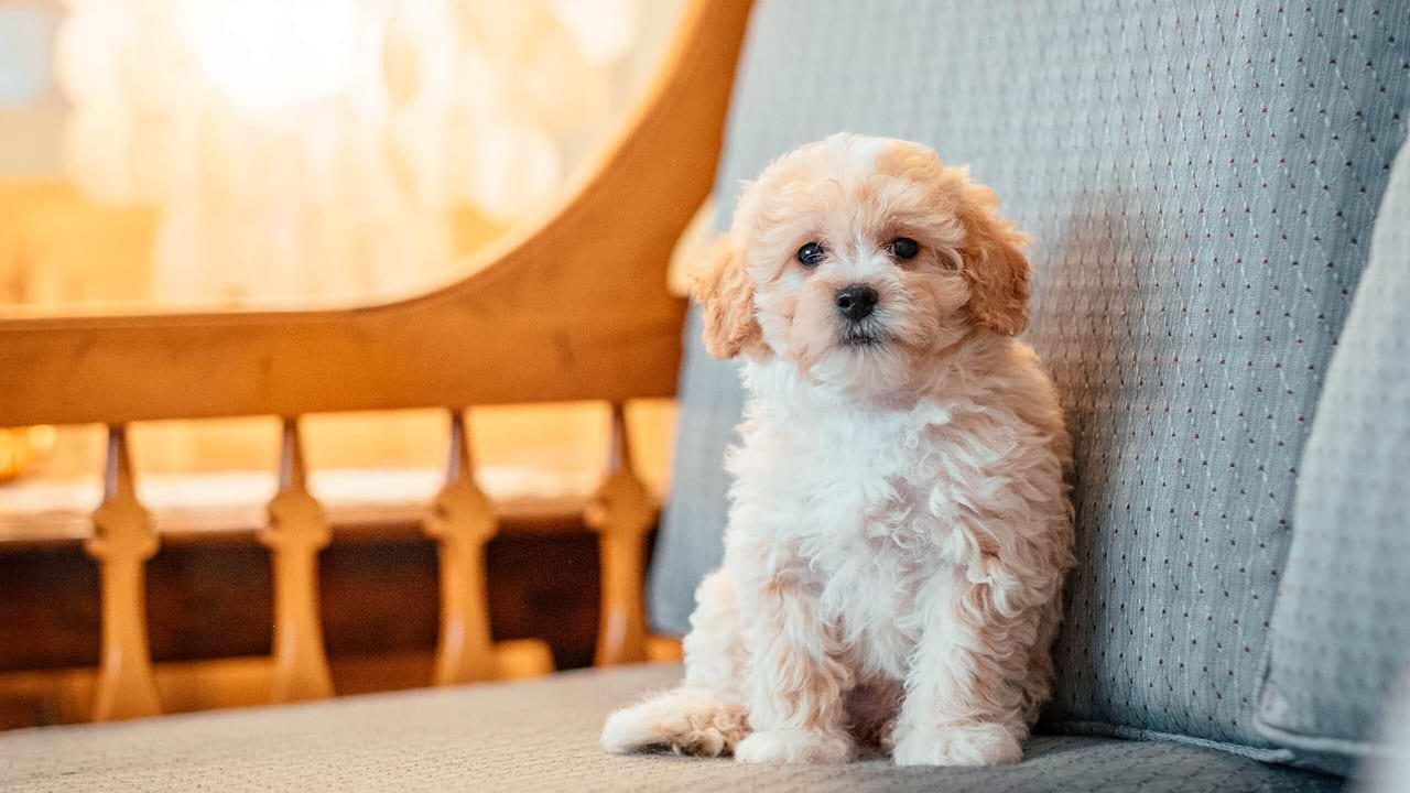 Maltipoo Doodle in the City Life