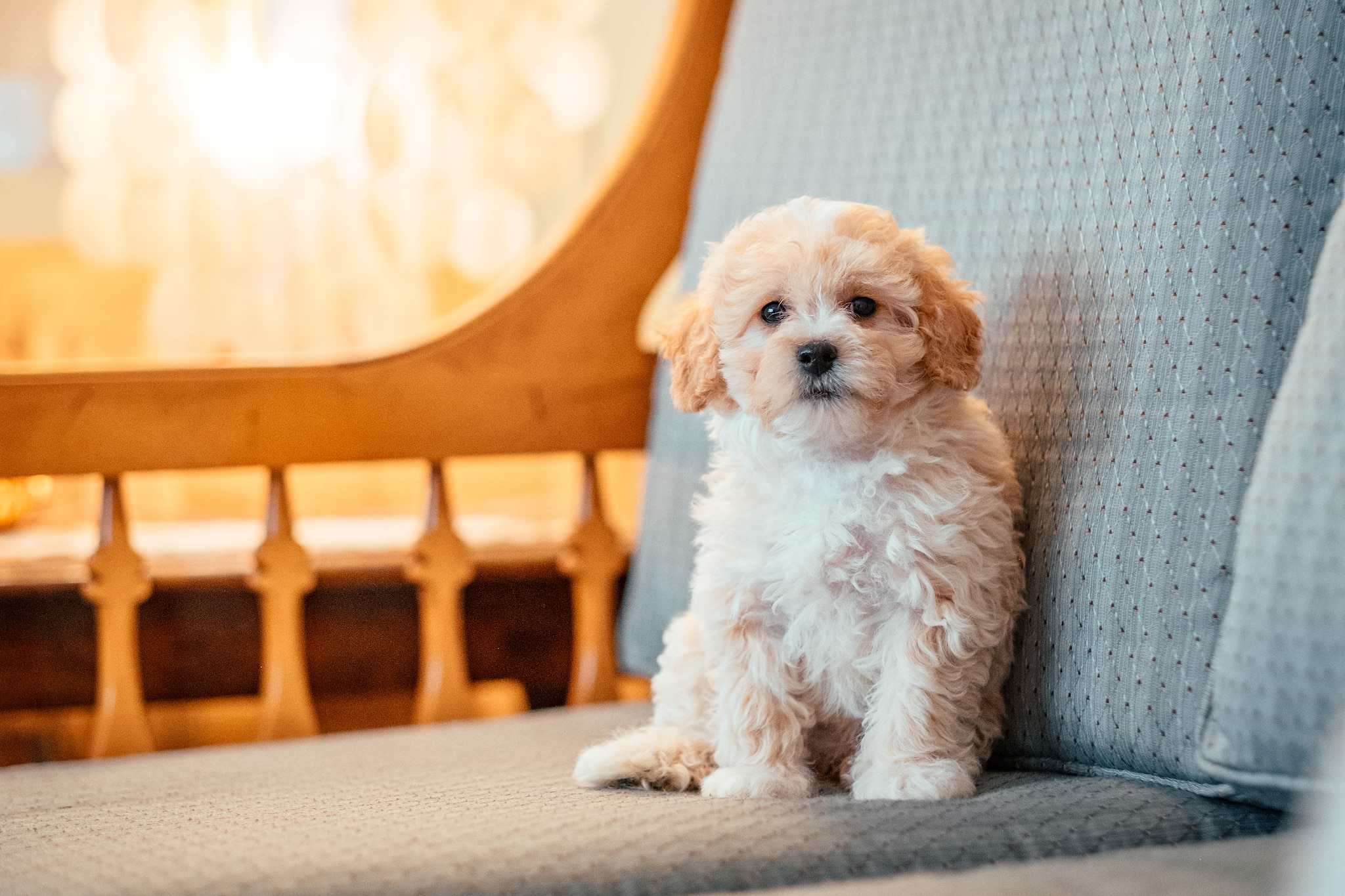 Maltipoo Doodle in the City Life