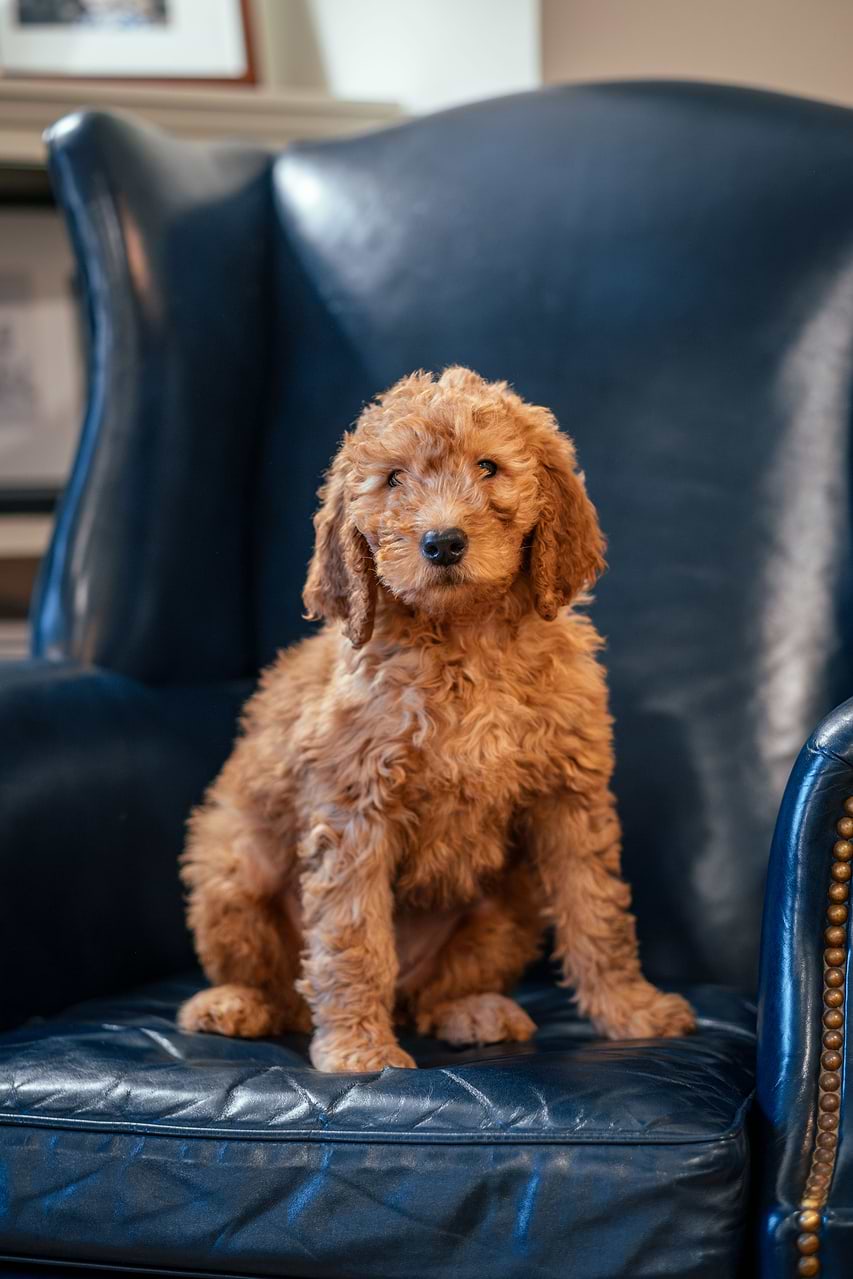 A Goldendoodle on the chair