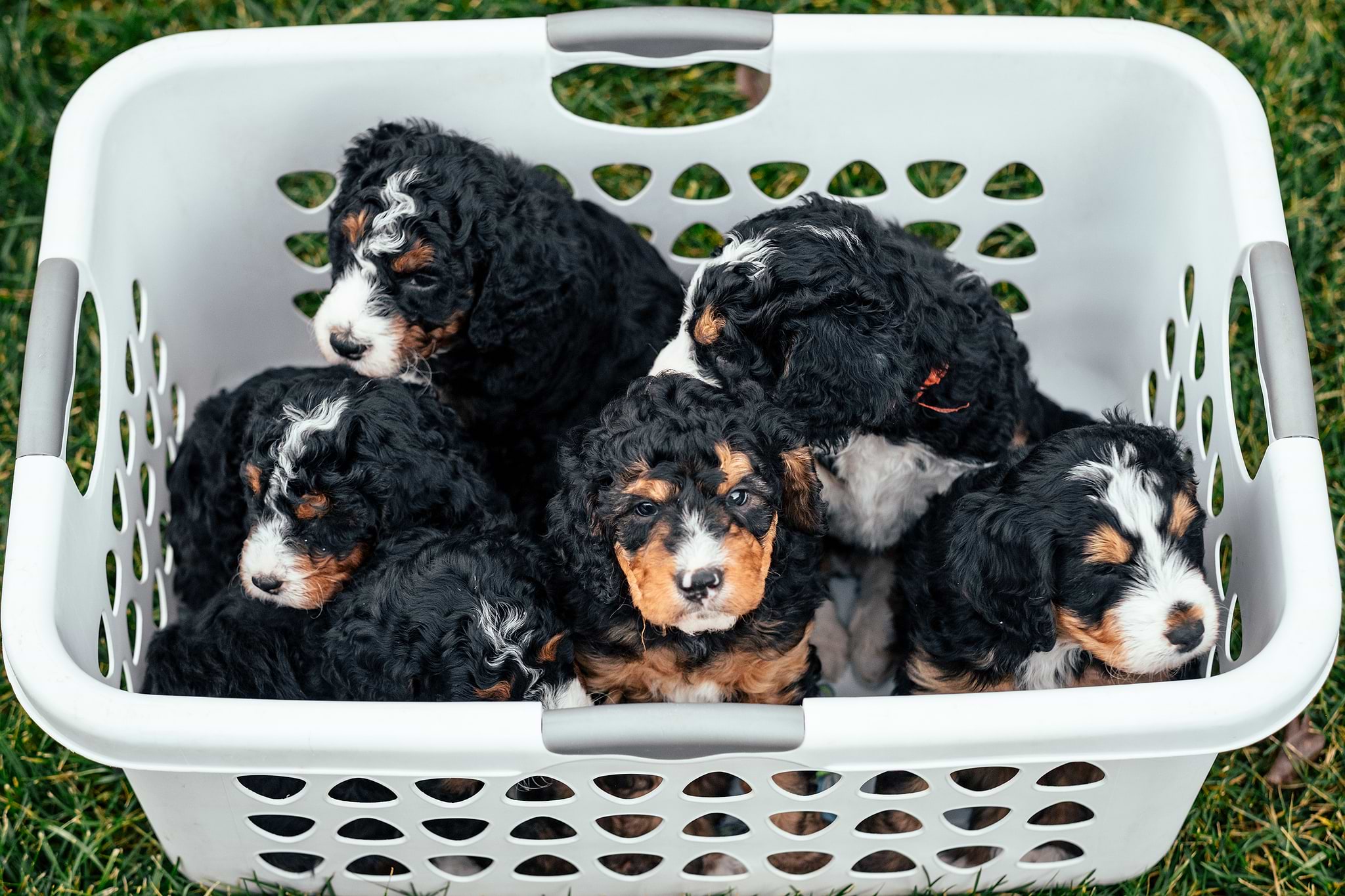 Bernedoodle Puppies - Bernedoodle vs Goldendoodle
