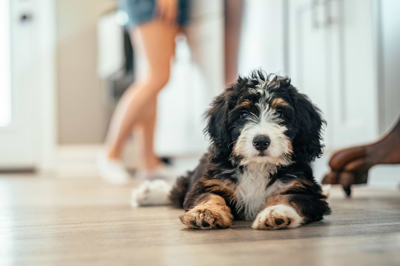 Bernedoodle Puppy