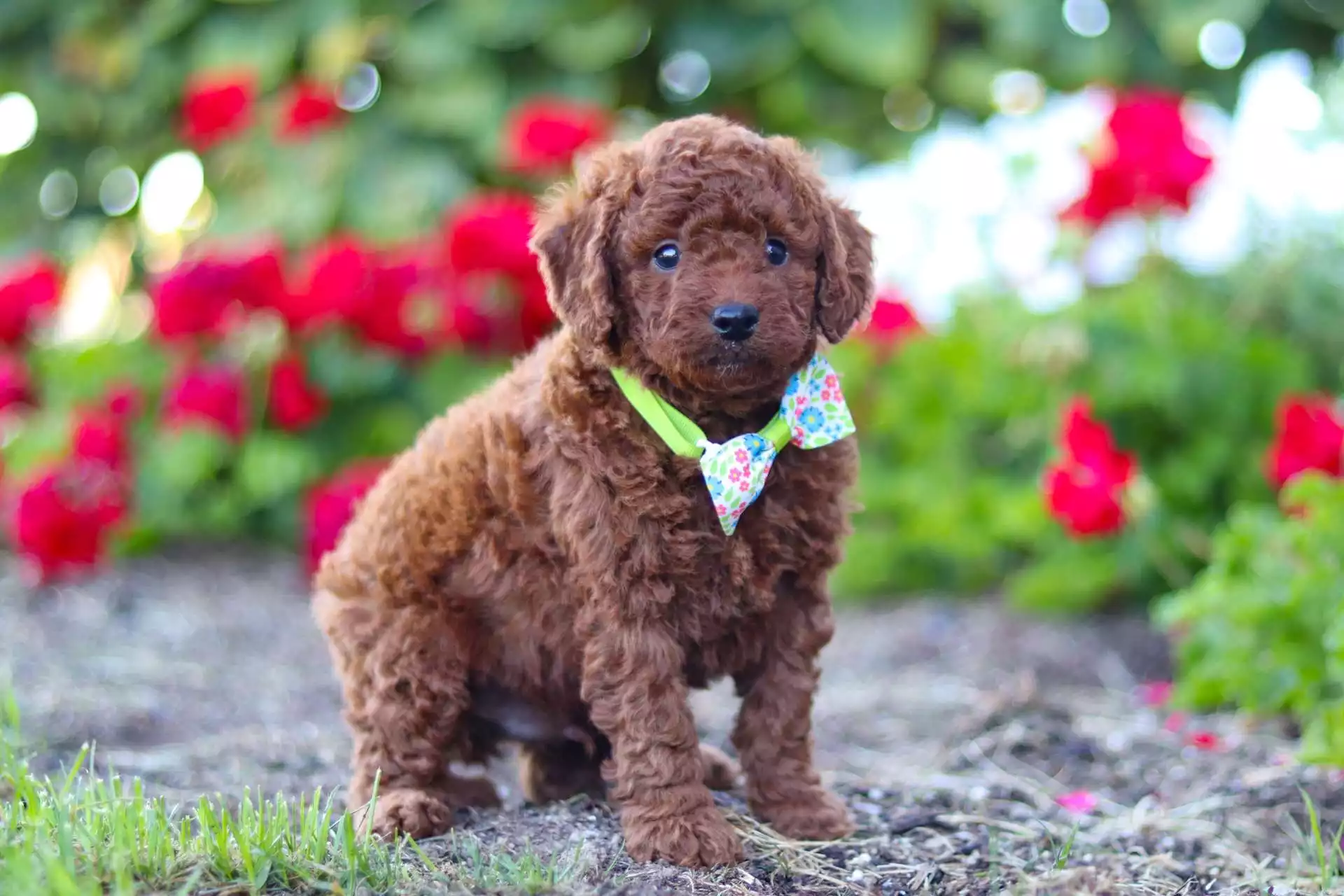Irishdoodle Puppy
