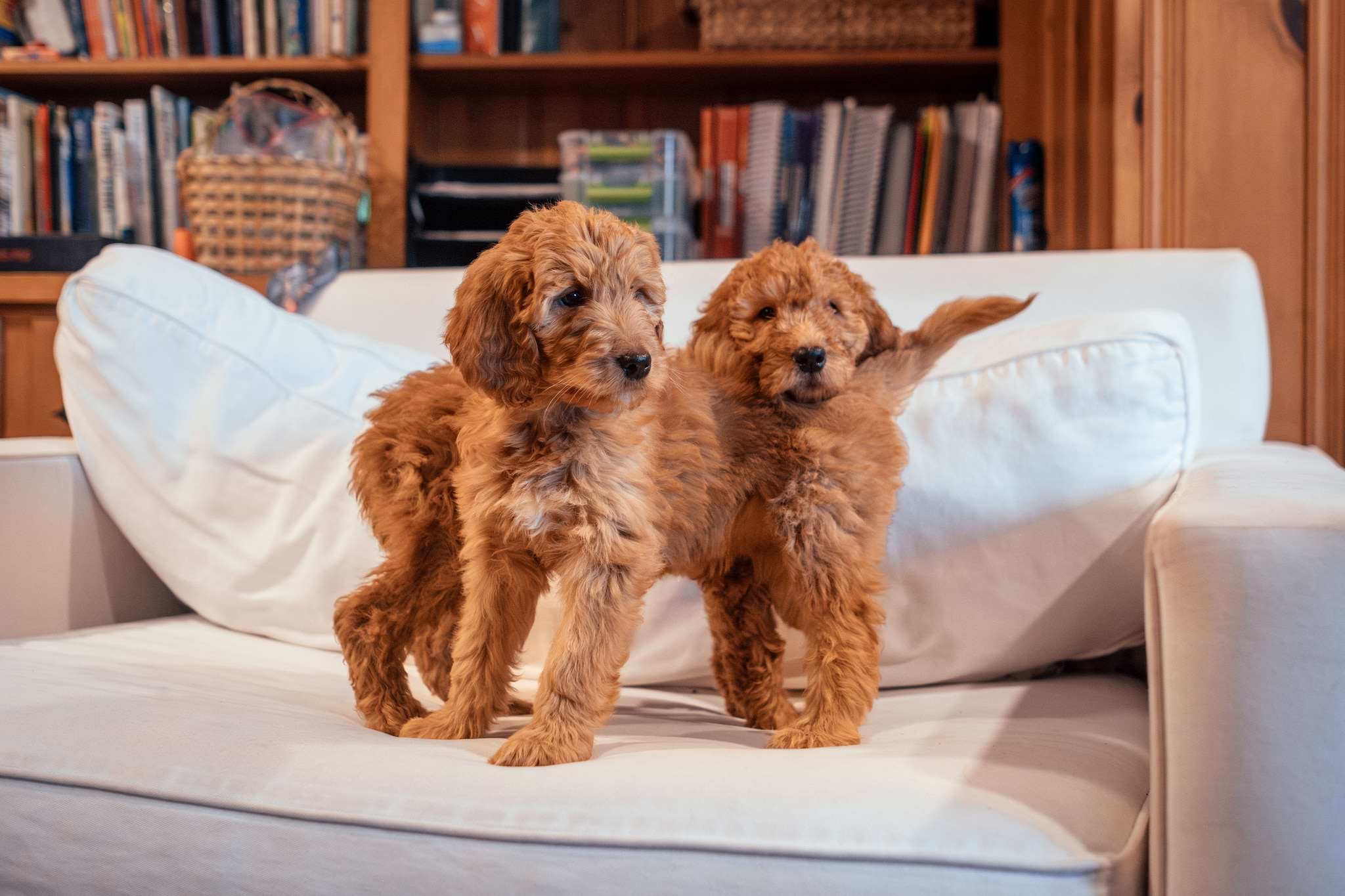 Two Goldendoodles - Puppy