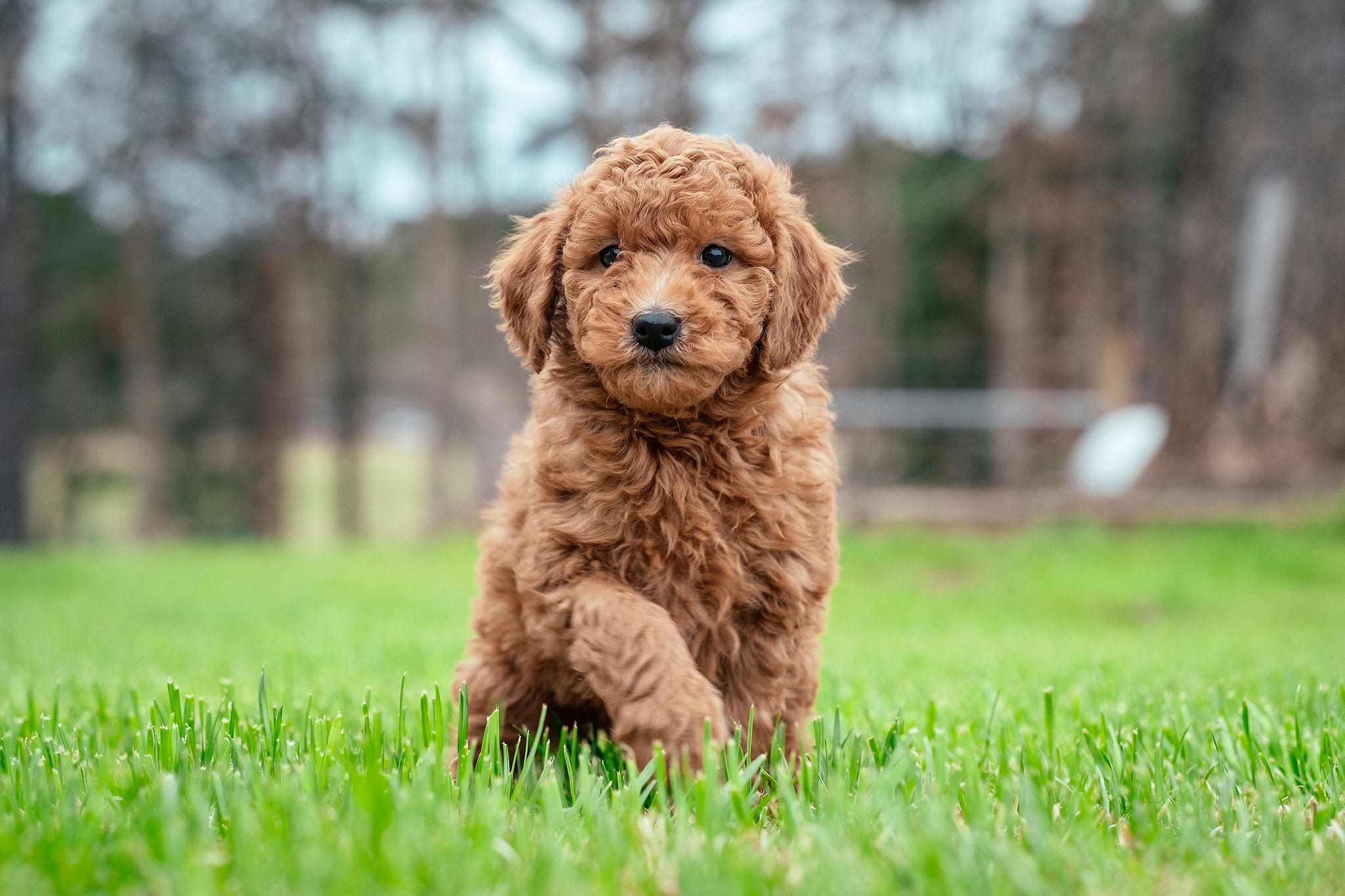 A Goldendoodle Puppy - Golden Doodle Fitness