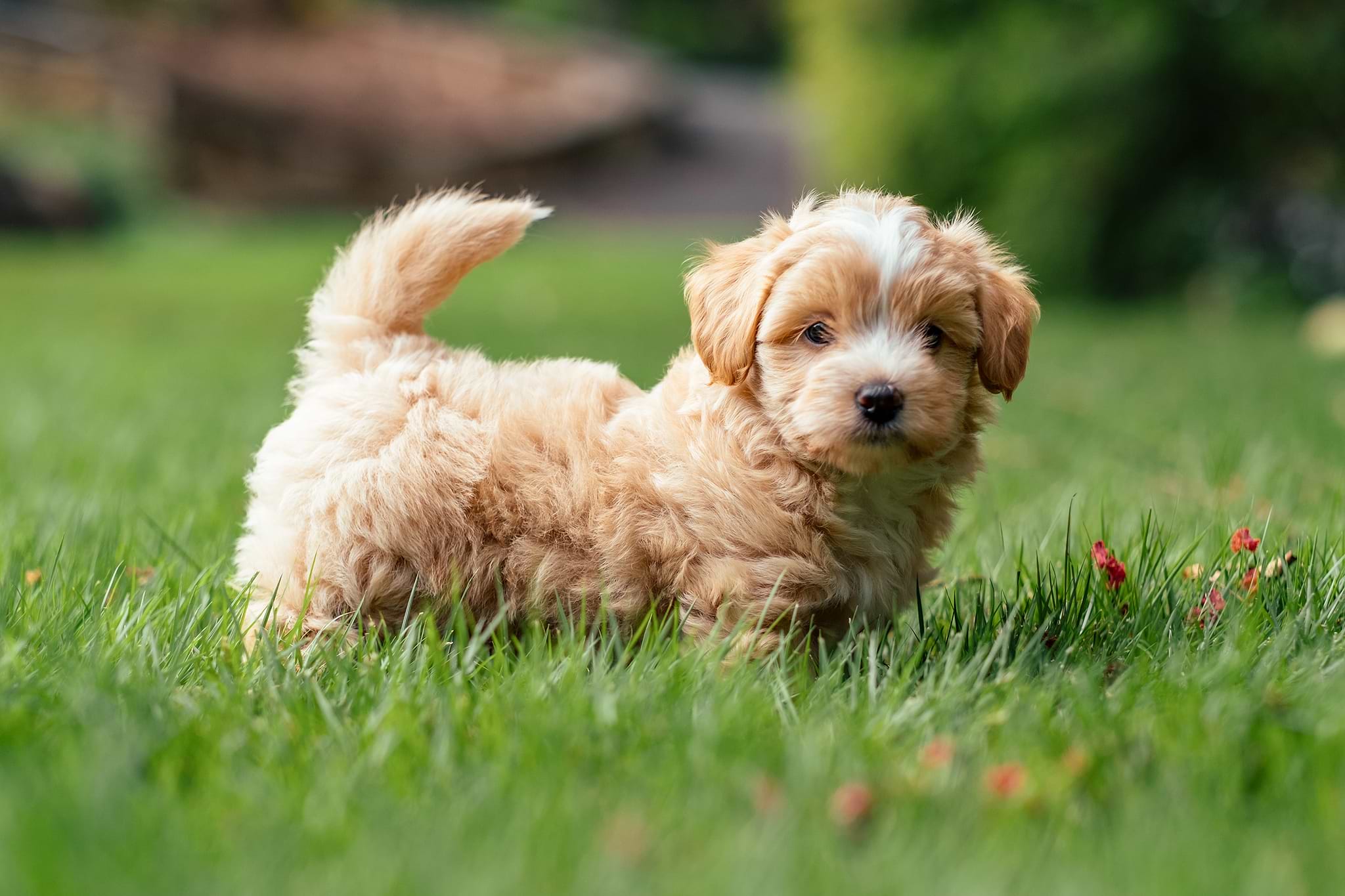 A Maltipoo Puppy - Doodle Puppies and Smart Tech