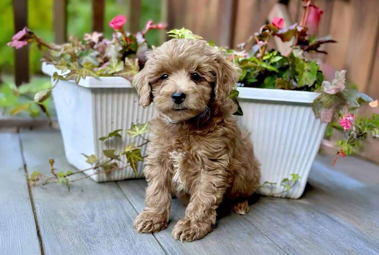 Micro Mini Goldendoodle: Tiny Size, Big Personality