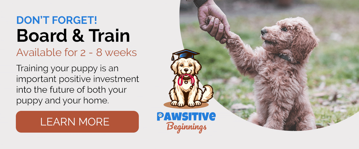 Pawsitive Beginnings - Board & Train
