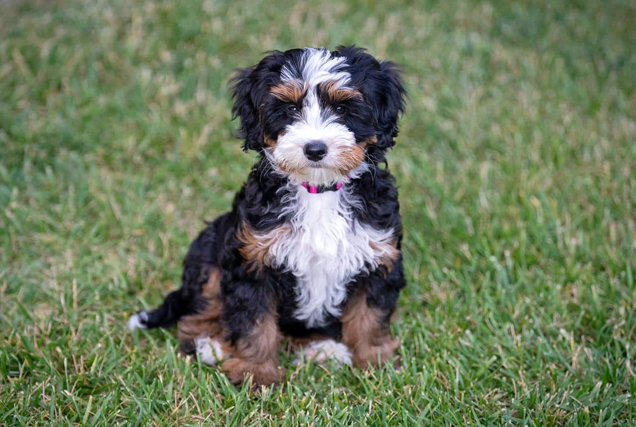 Ultra Bernedoodle Puppy
