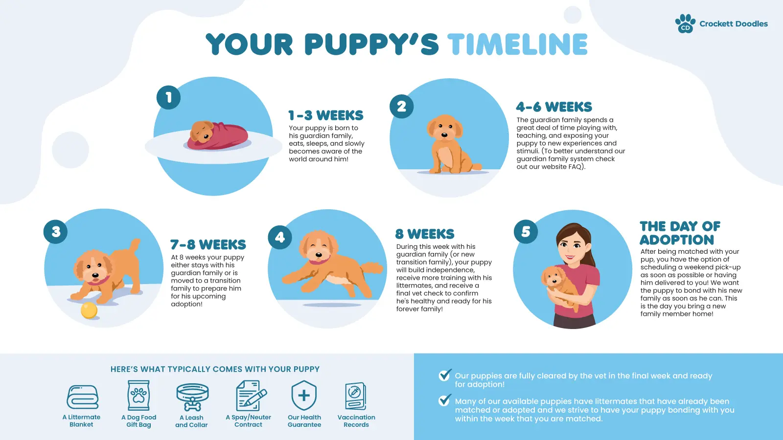 Crockett Doodle Puppy Adoption Timeline