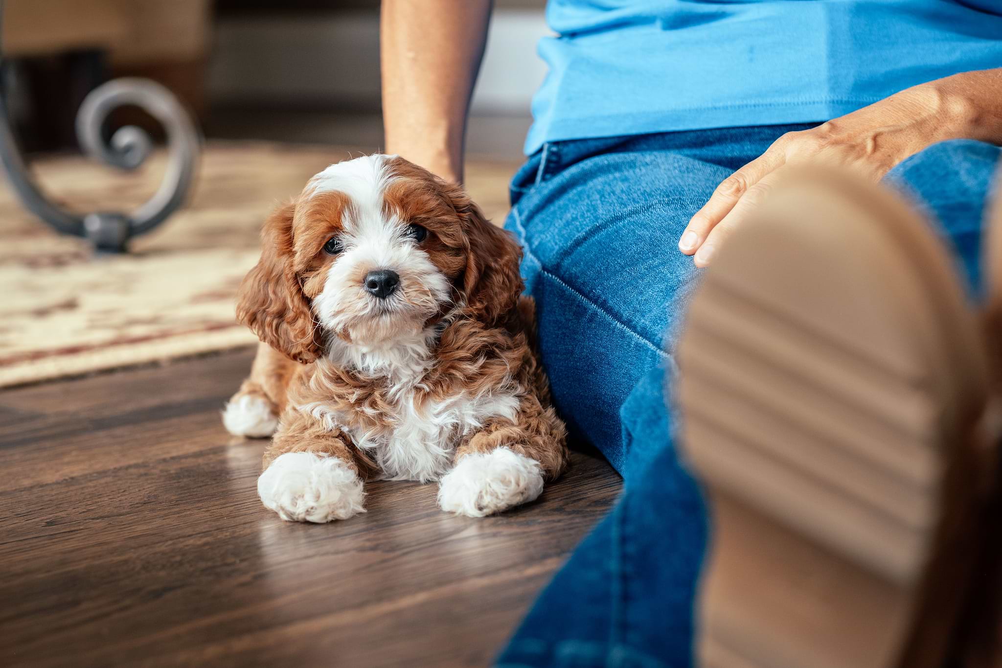 A Cavapoo Puppy - Small Doodles City Living
