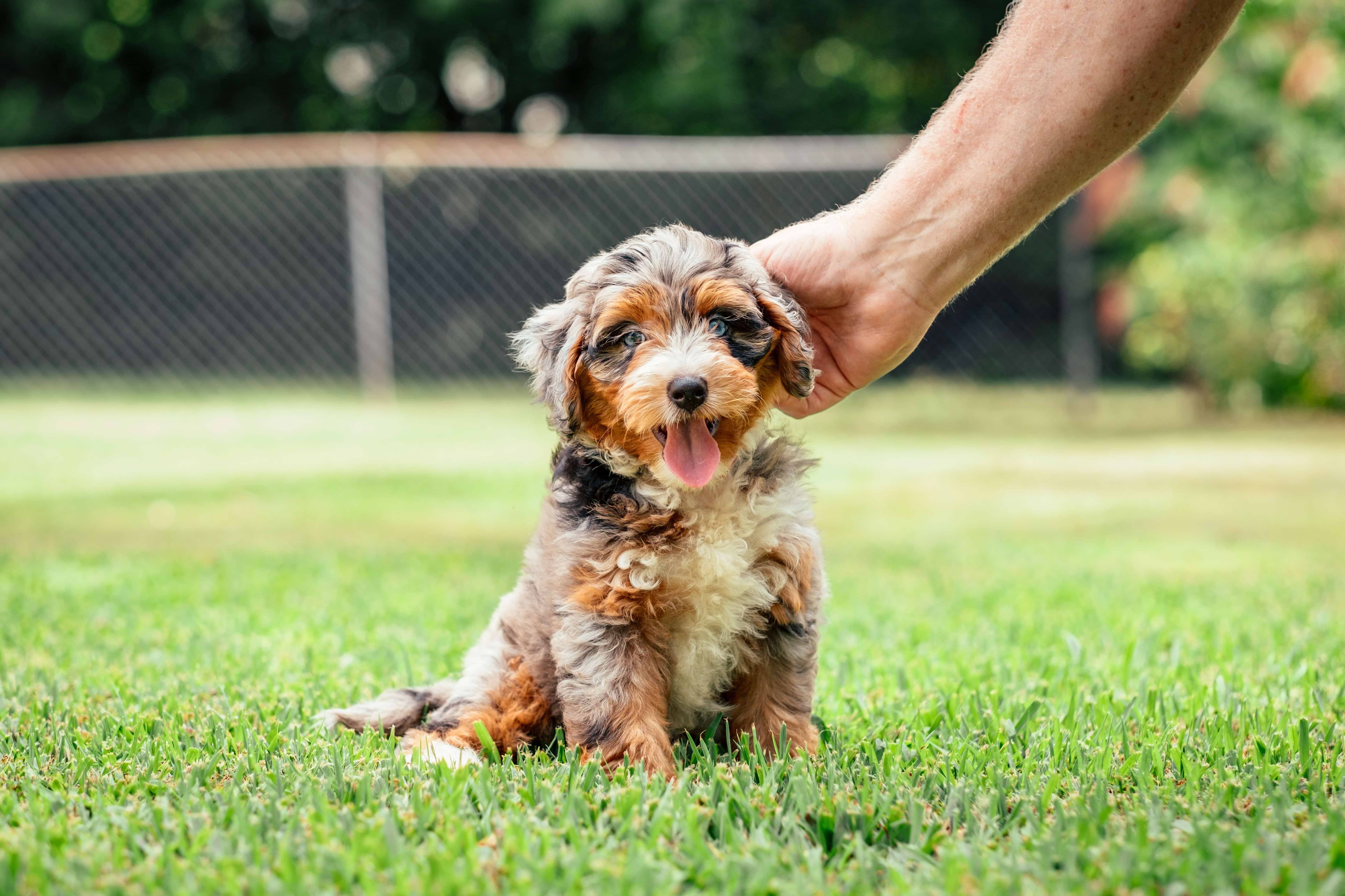 Winter Grooming for Doodles: Coat Length, Paws & Snow Mats