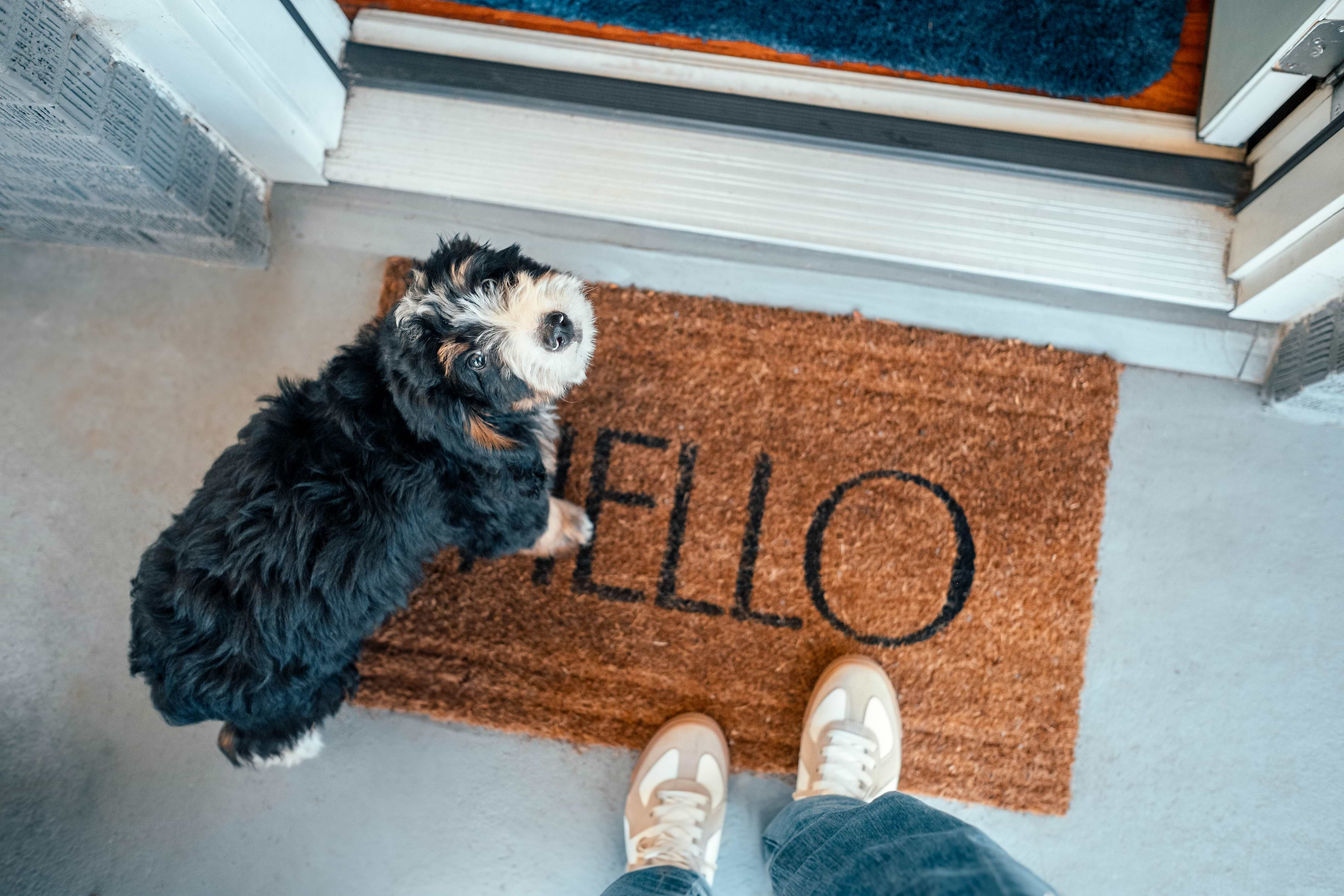 Bernedoodle Popularity in 2026
