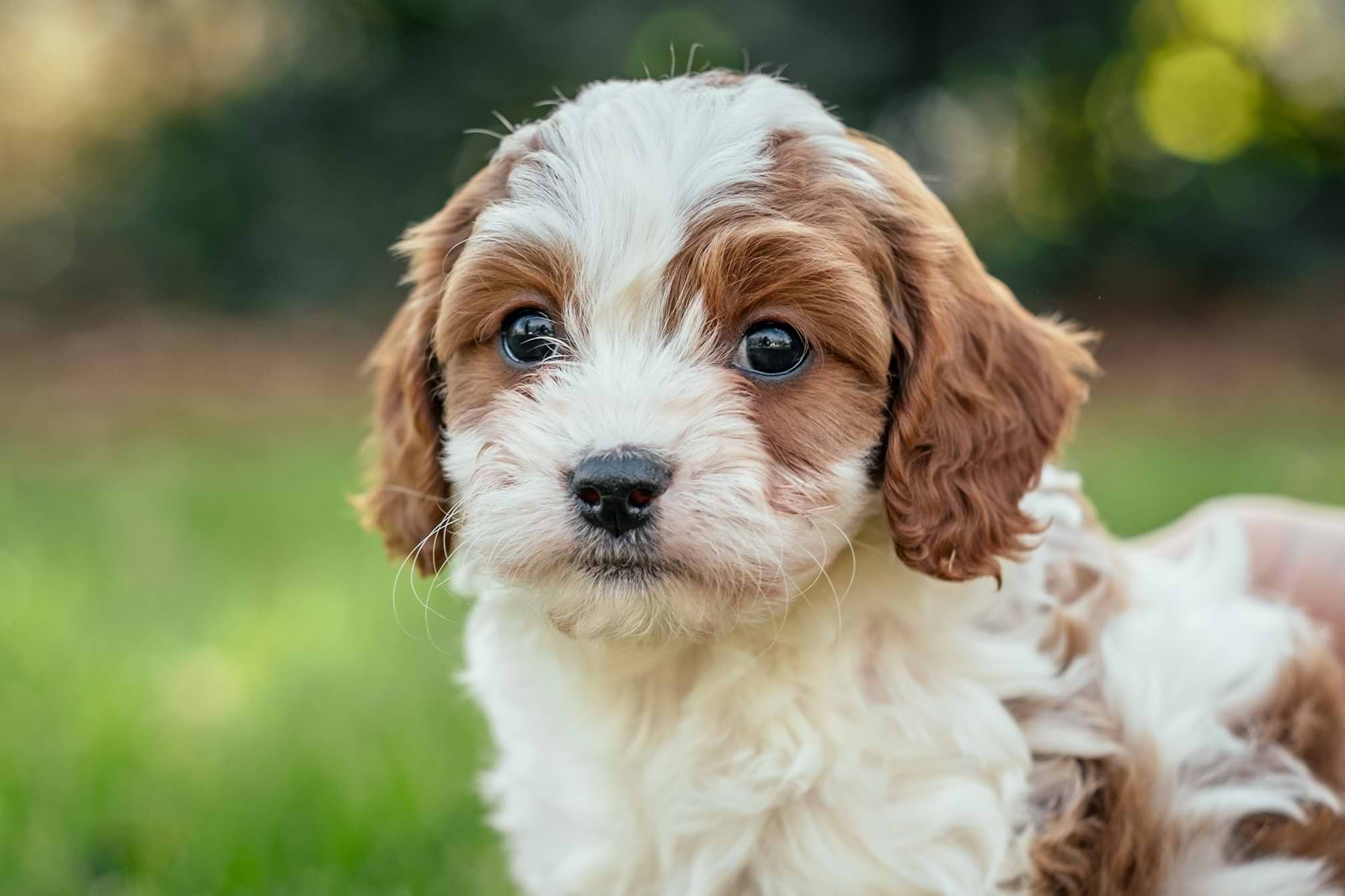 Cavapoo Modern Lifestyles