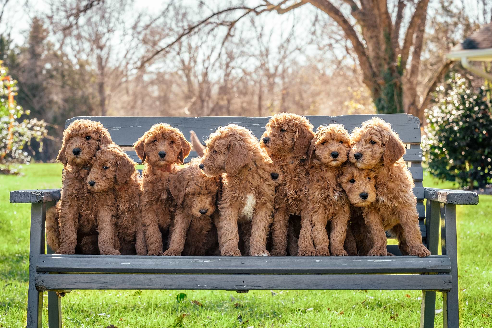 Goldendoodle Puppies - Goldendoodle Colors