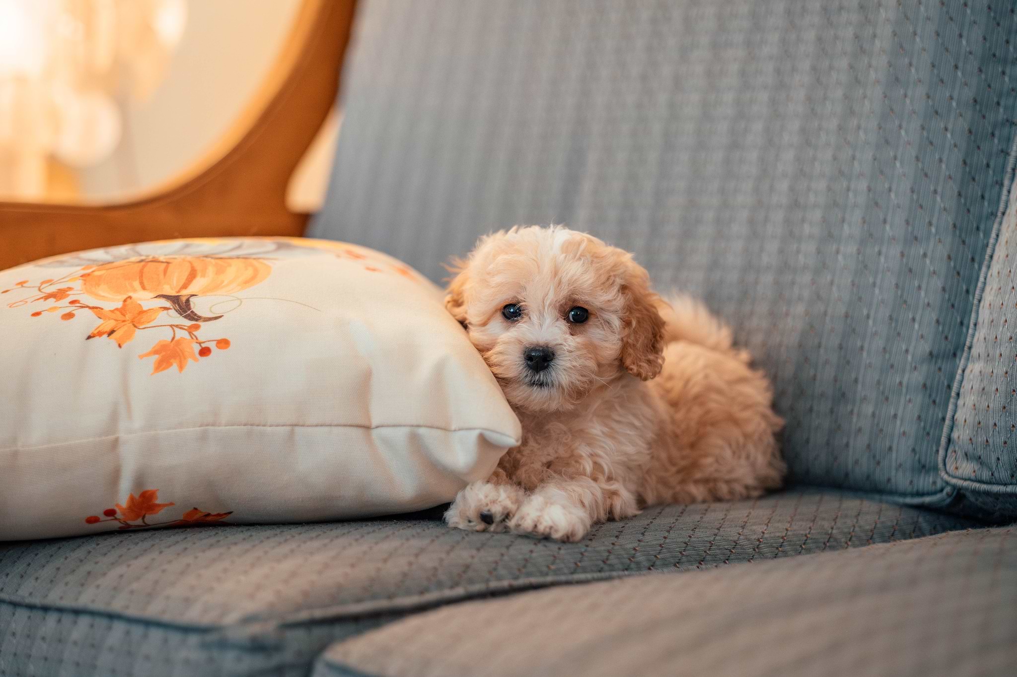 Maltipoo Puppy over Sofa - Portable Doodle Dog
