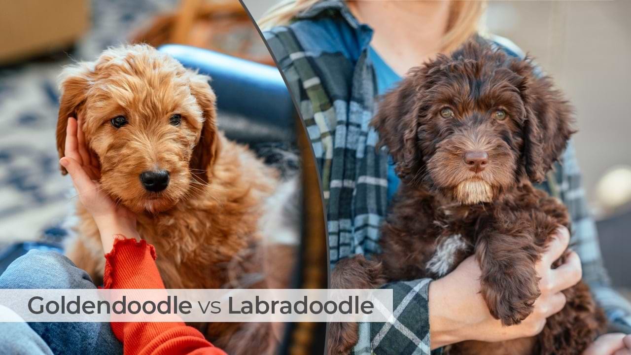 Goldendoodle vs Labradoodle for Families