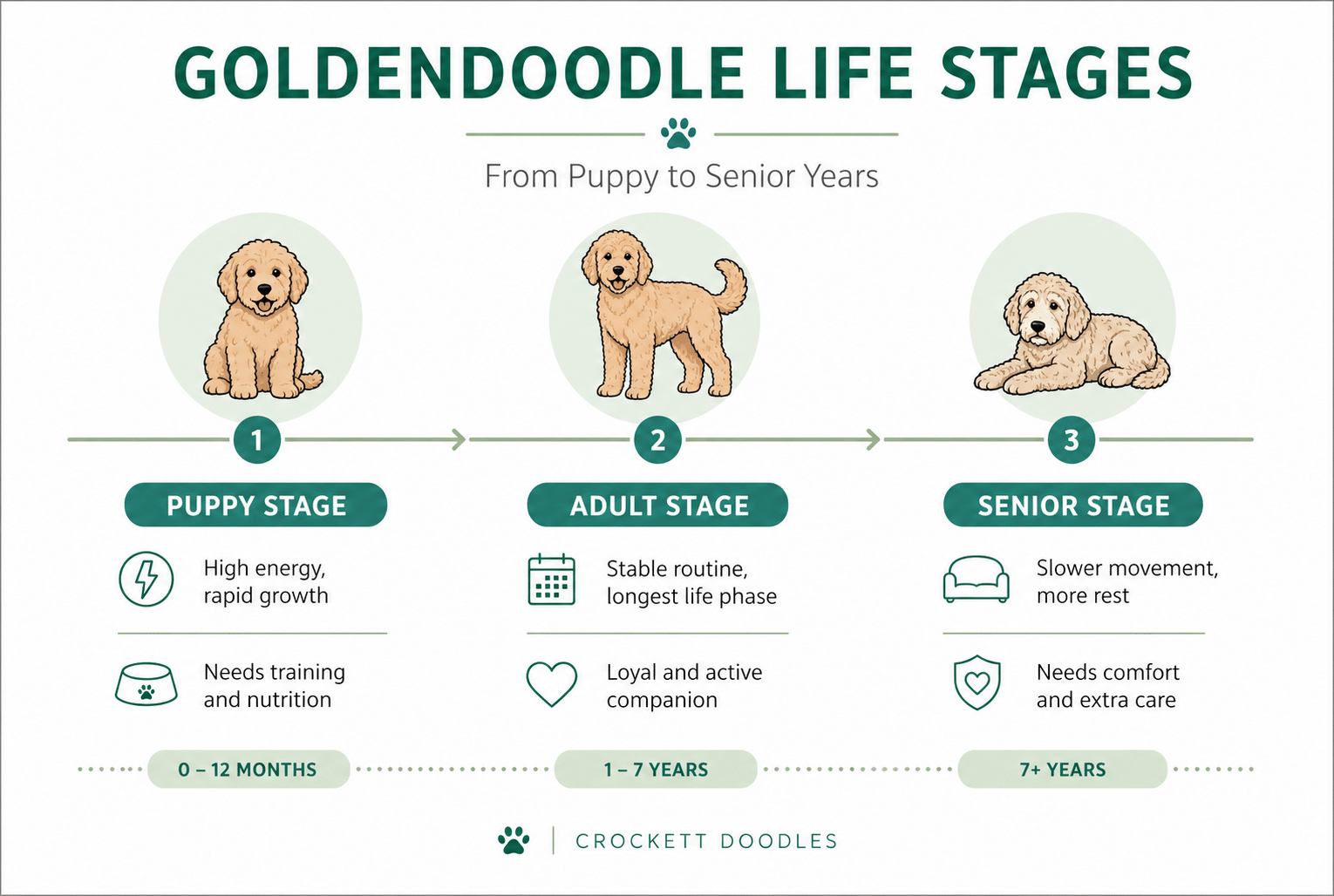 Goldendoodle Lifespan - Goldendoodle Life Stages