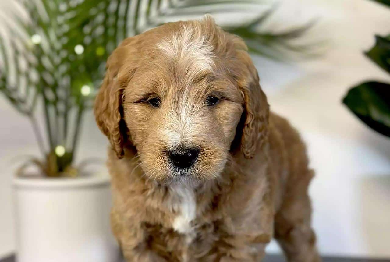 Goldendoodle Lifespan & Life Expectancy - How Long Do They Live