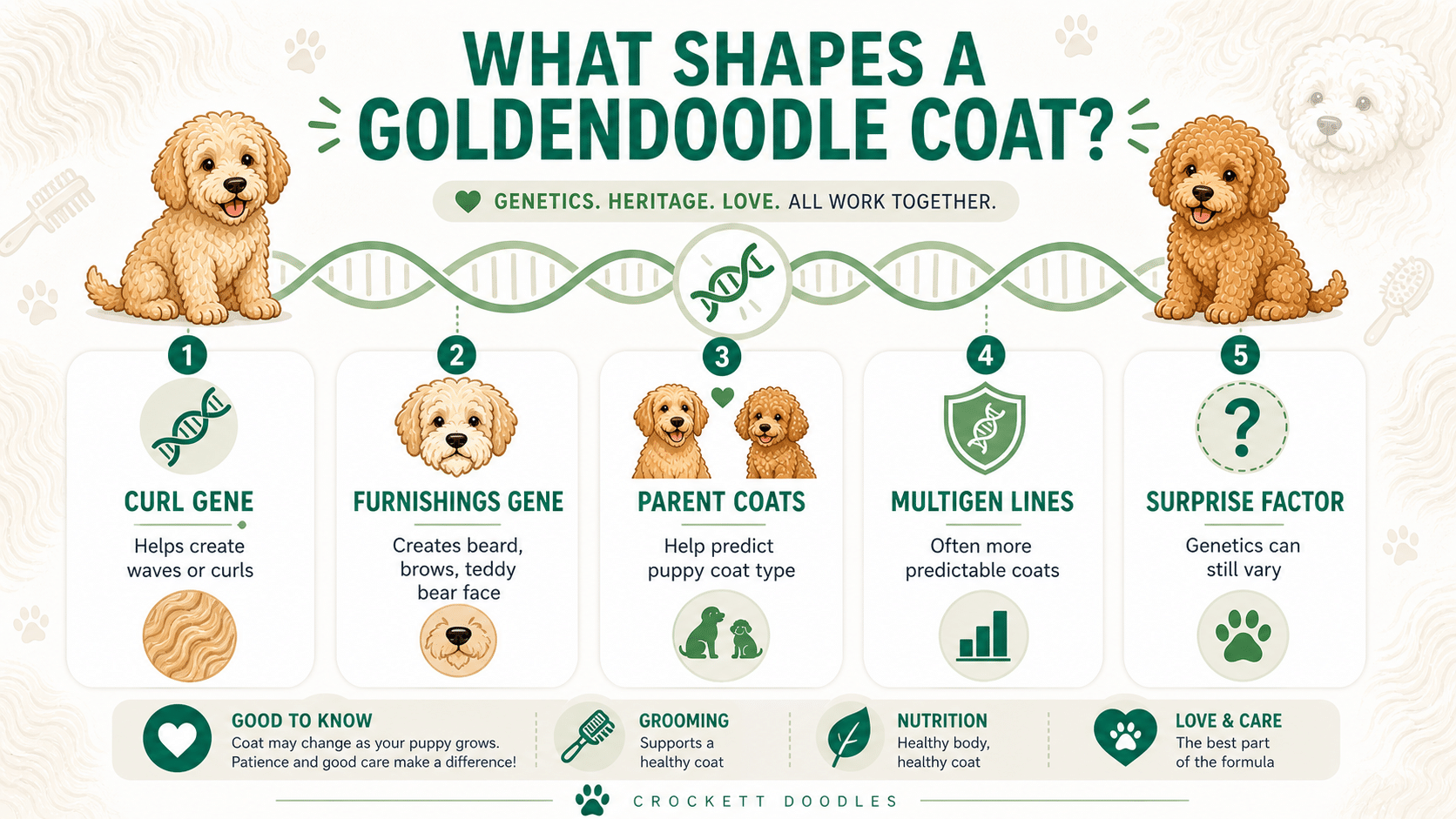 What Shapes a Goldendoodle Coat