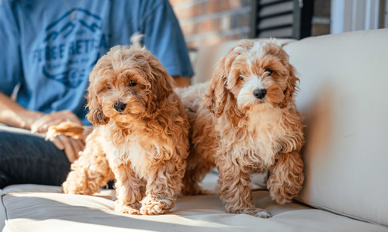 Adorable Cockapoo puppies with woman