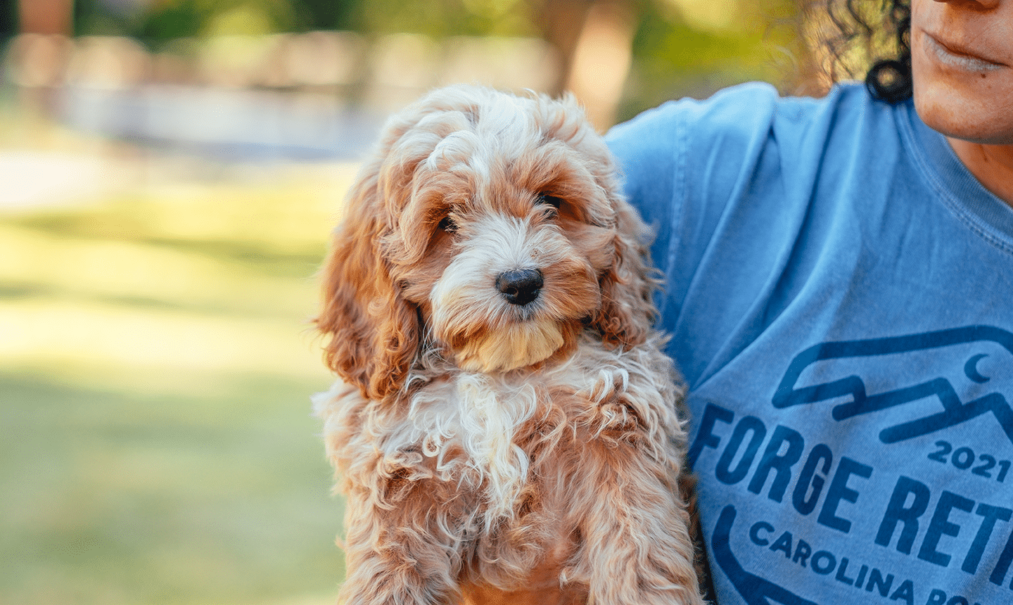 Cockapoo Puppy - Teddy Bear Face