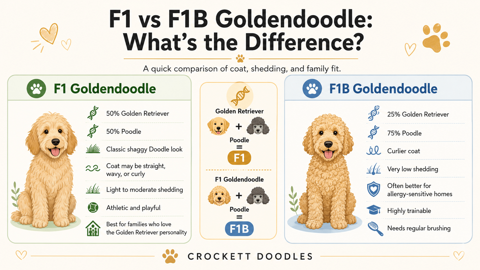 F1 vs F1B Goldendoodle What’s the Difference