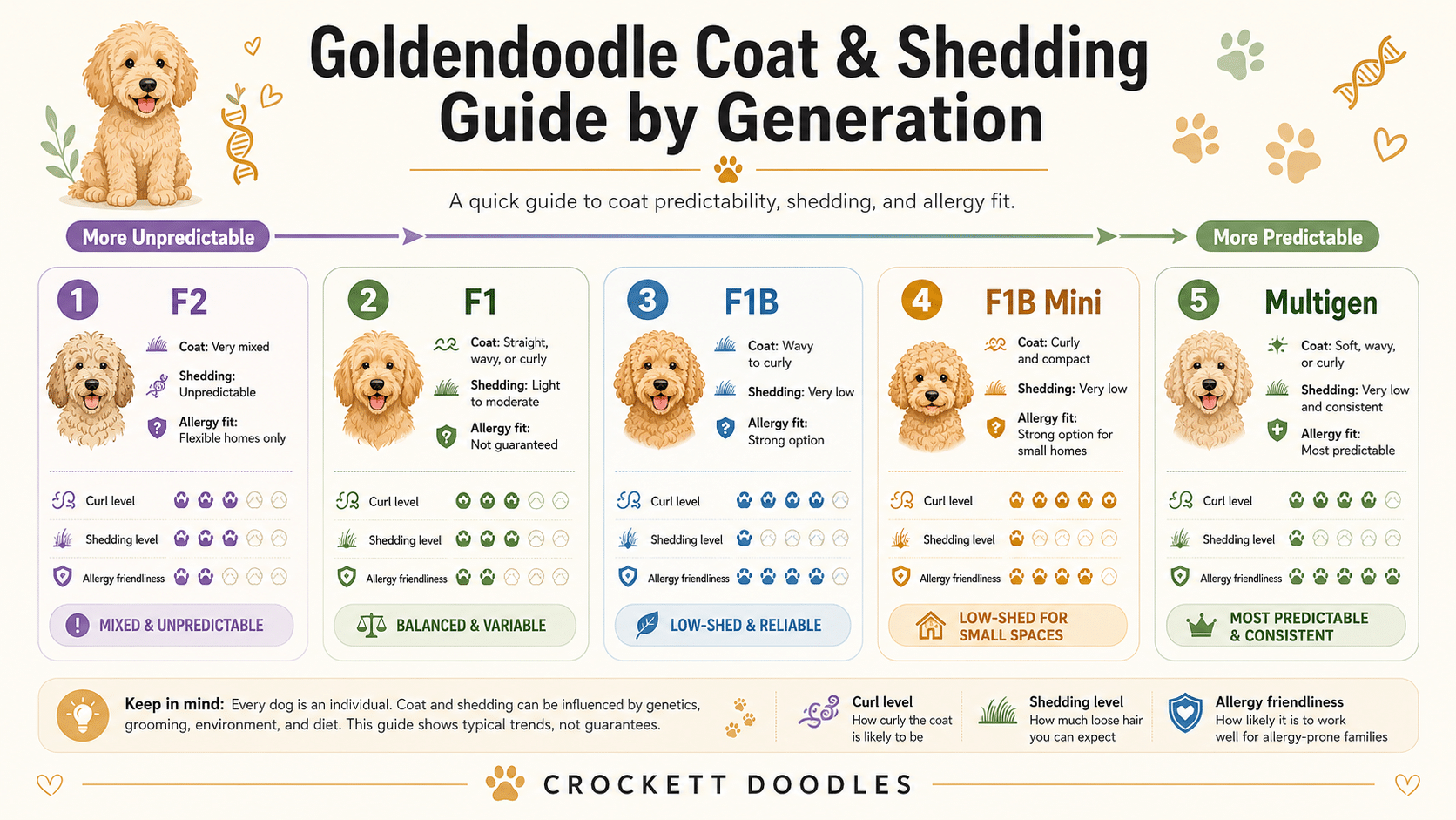 Goldendoodle Coat & Shedding Guide by Generation