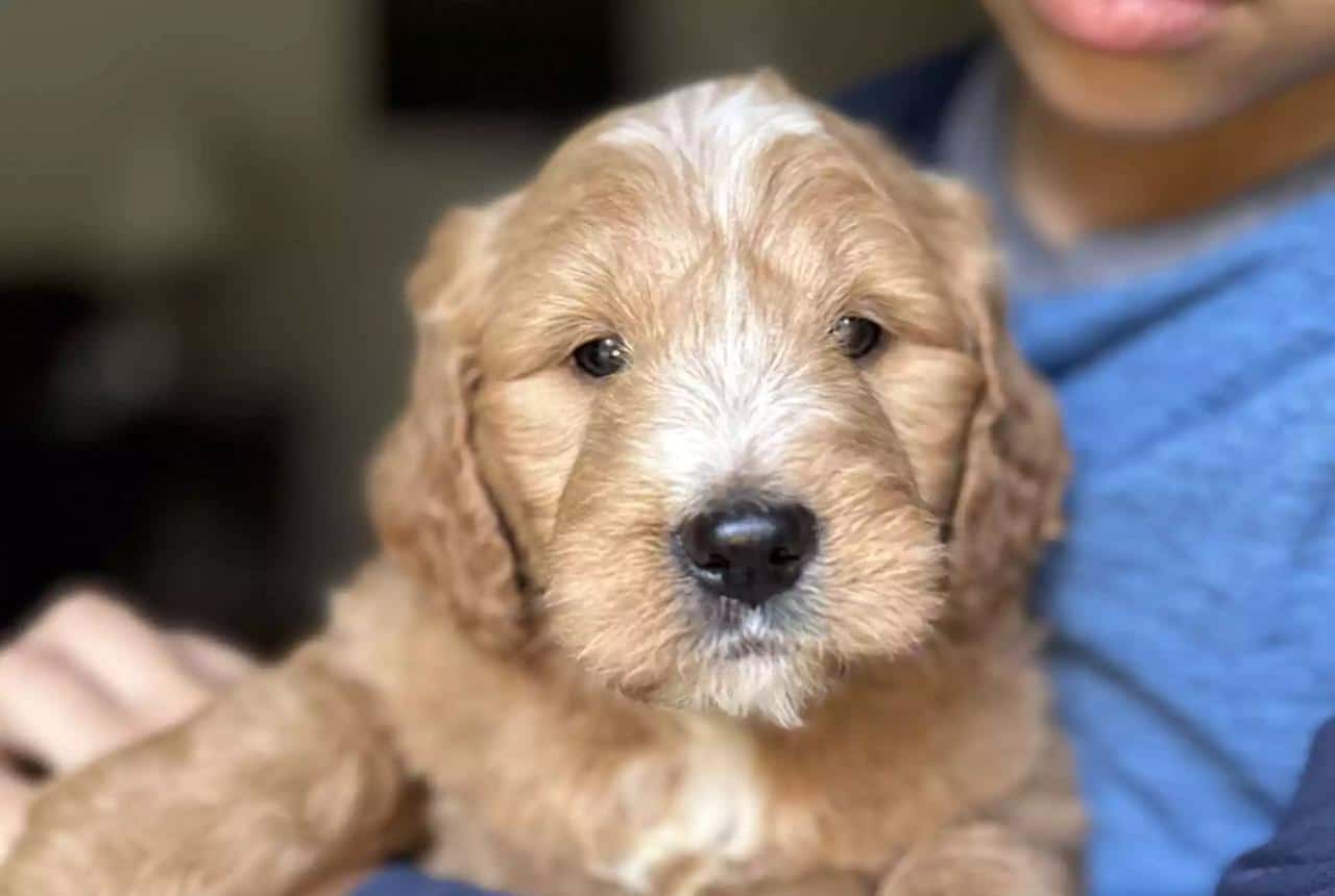 Goldendoodle Coat Types