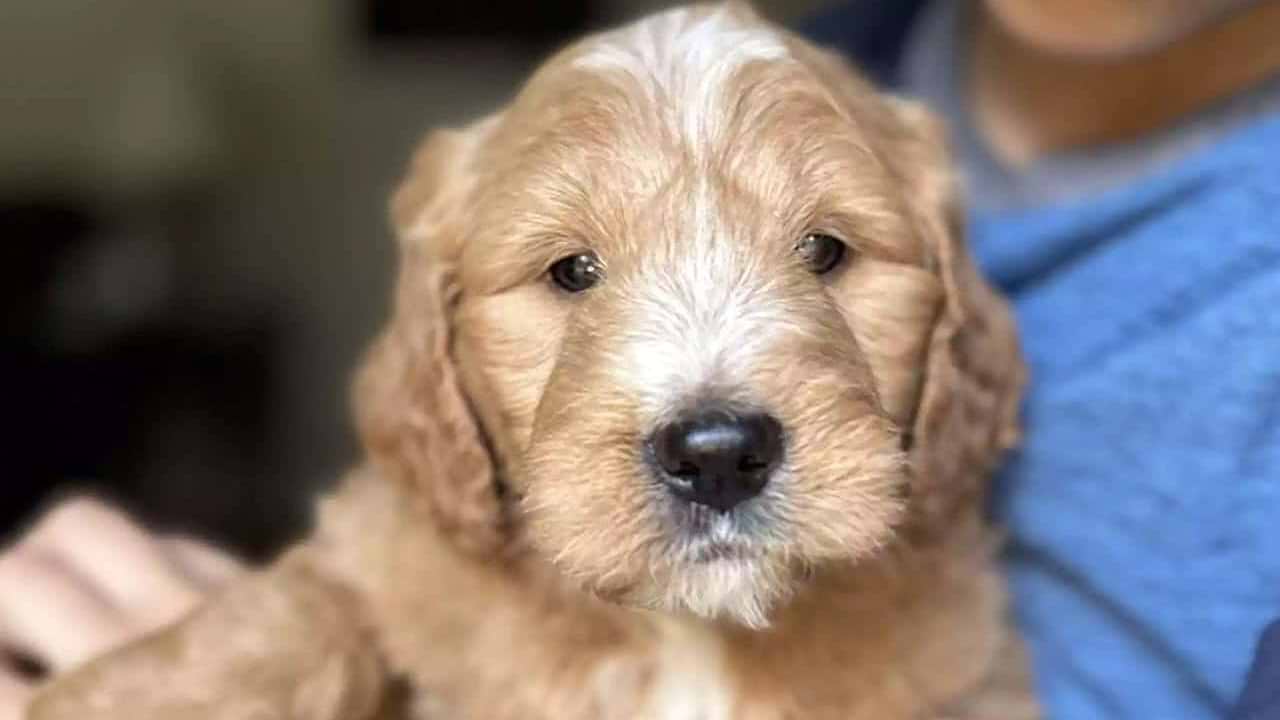Goldendoodle Coat Types