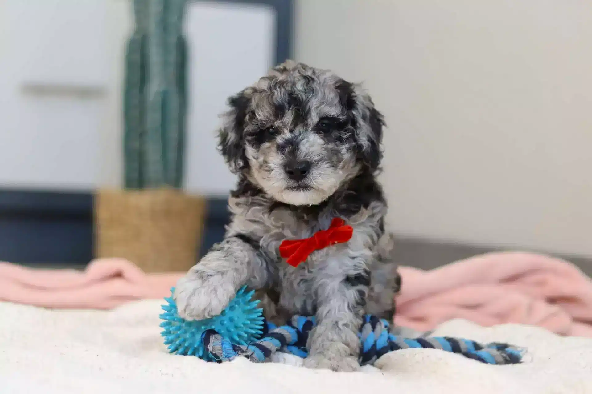 Merle Goldendoodle Puppy