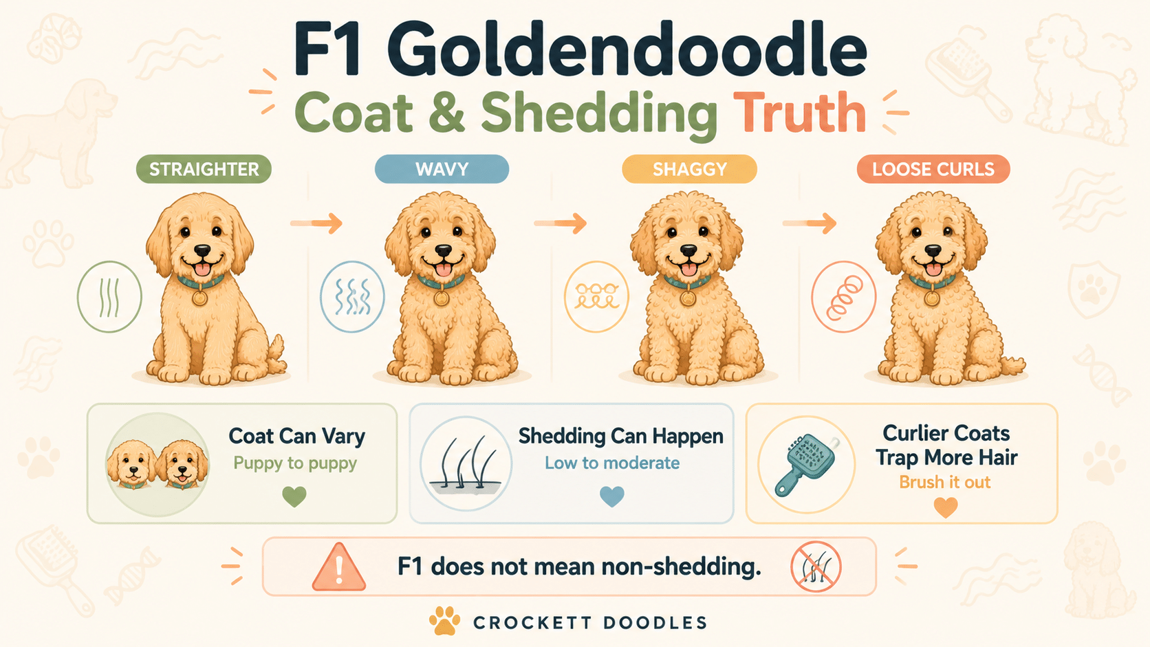 F1 Goldendoodle Coat & Shedding Truth