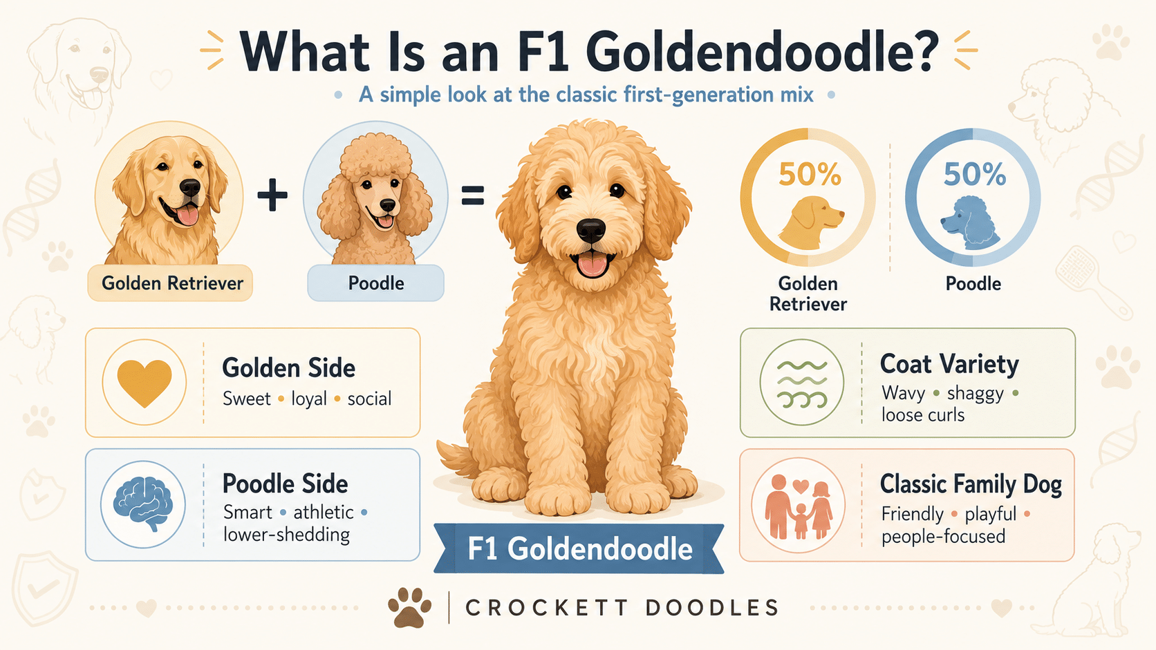 What Is an F1 Goldendoodle
