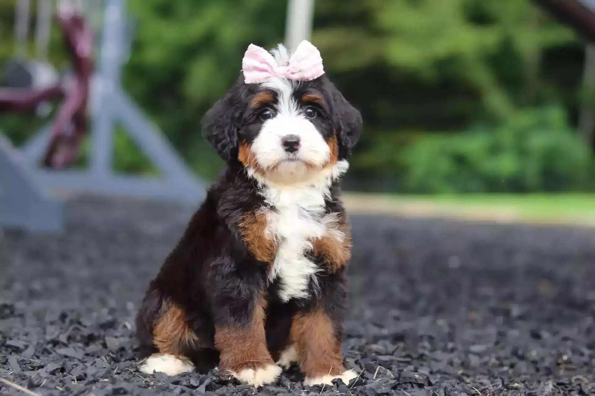Bernedoodle Temperaments - A calm, gentle Bernedoodle puppy