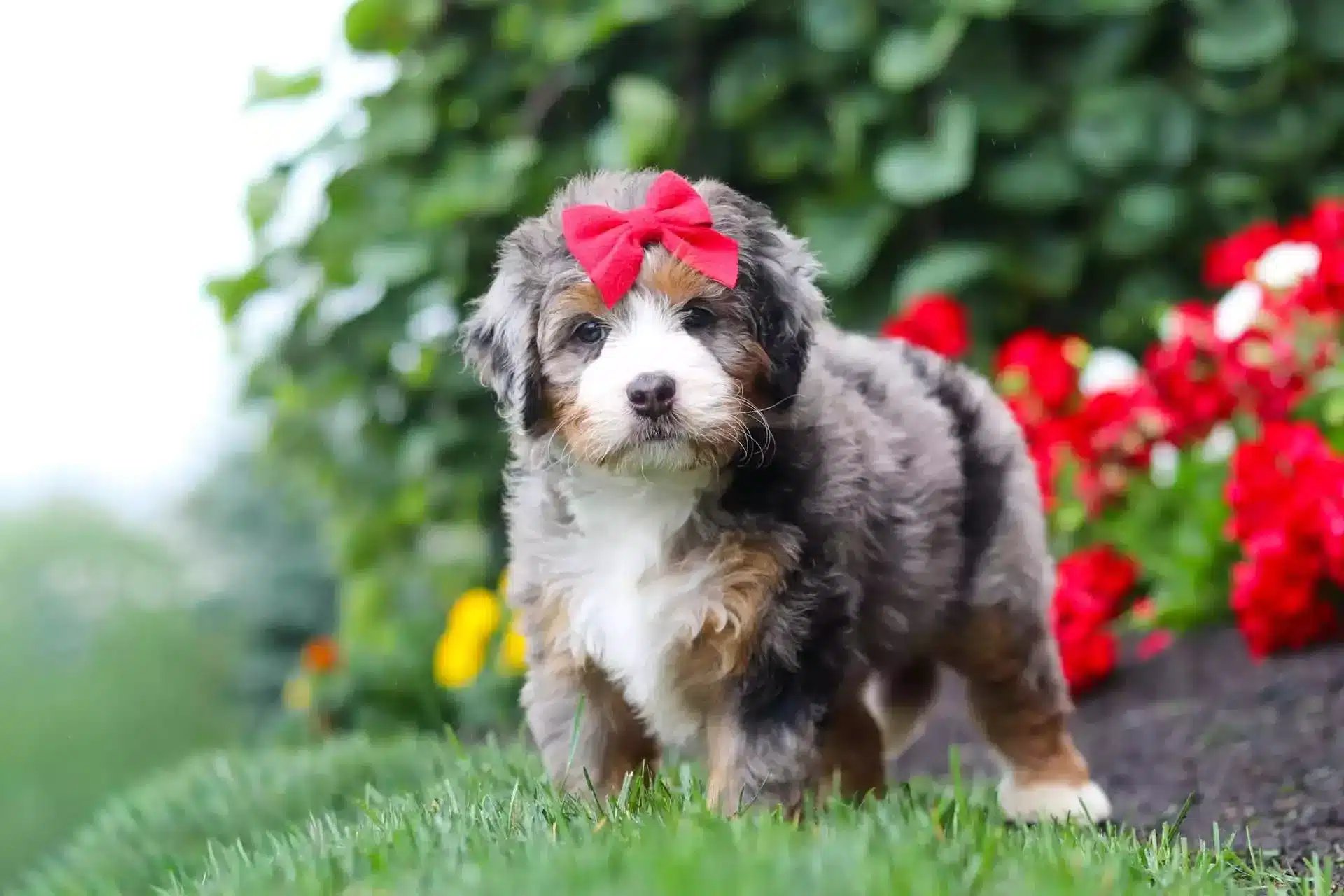 Bernedoodle coat type shown on a fluffy tricolor puppy standing in the grass