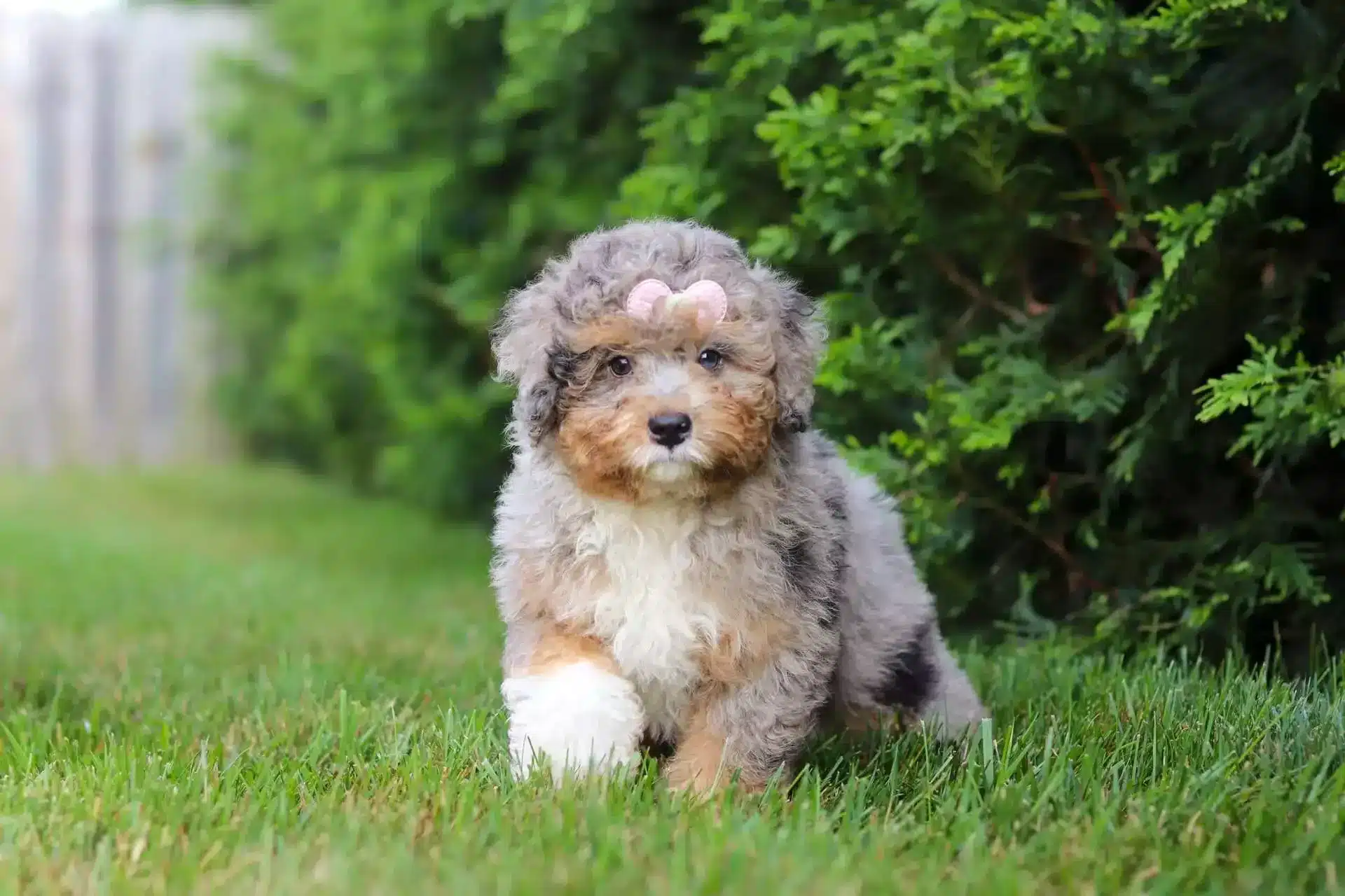 F1B Bernedoodle puppy with a fluffy curly coat walking on grass outdoors