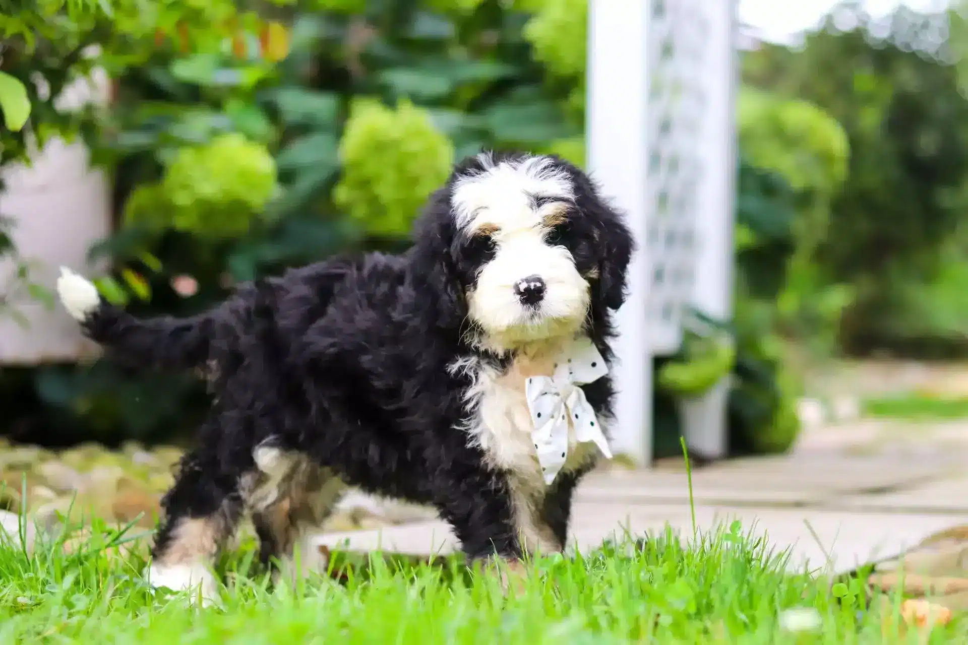 Furnished Bernedoodle puppy with shaggy beard, mustache, and eyebrows standing outdoors - Furnished vs Unfurnished Bernedoodle
