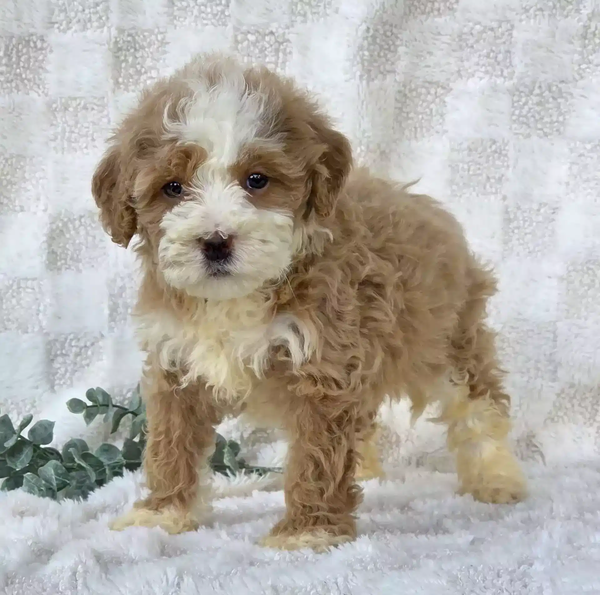 Young Bernedoodle puppy in an early growth stage with a curly brown-and-white coat